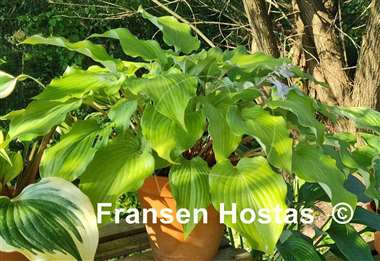 Hosta Frisian Misty Sky